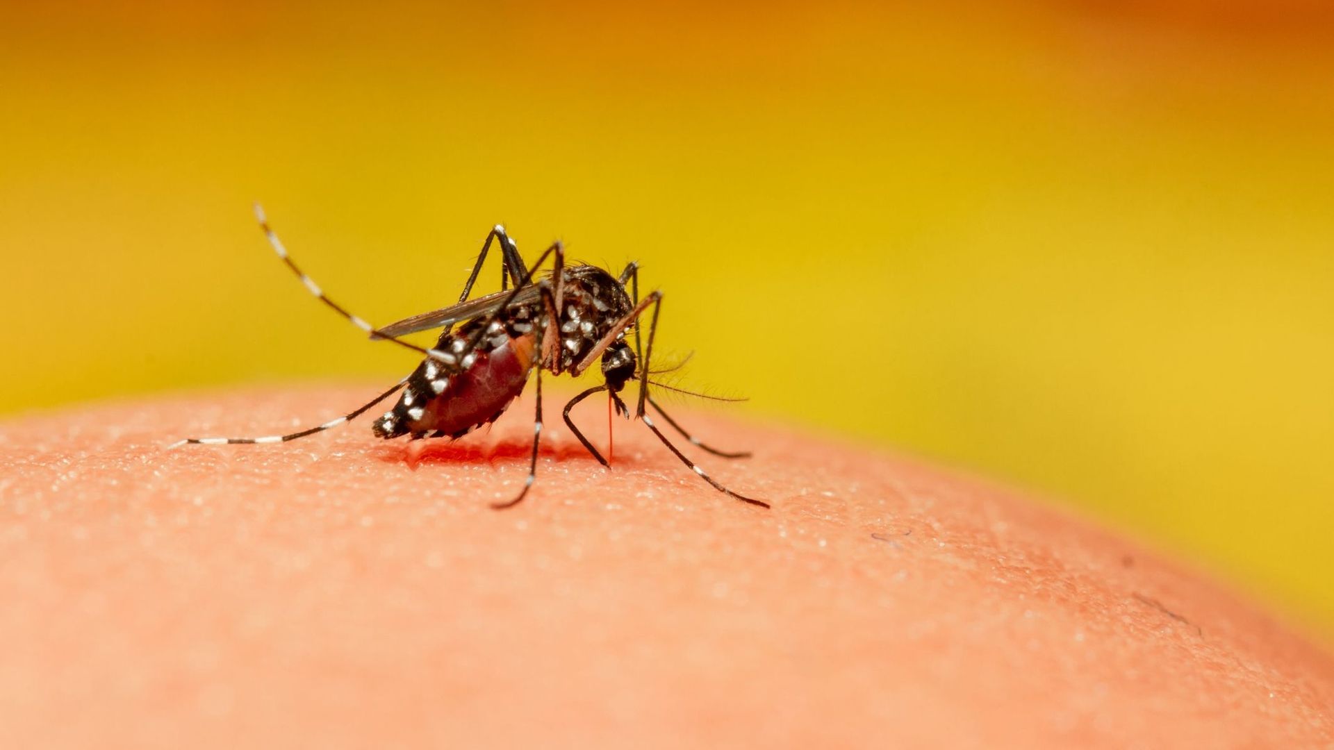 Diante da epidemia de dengue, o país ordena mobilização geral